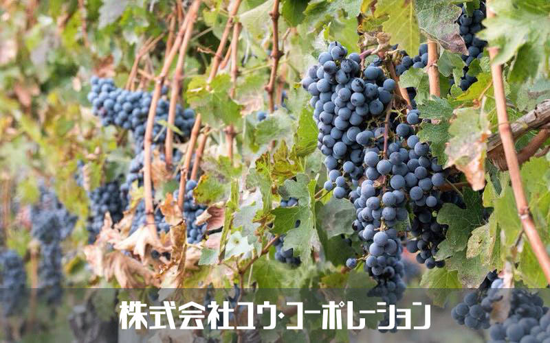 株式会社ユウ・コーポレーション